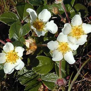 Beach Strawberry — photo 1 of 3