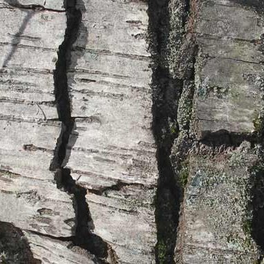 Black Birch — photo 1 of 5