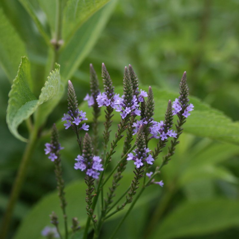 Blue Vervain — photo 1 of 5