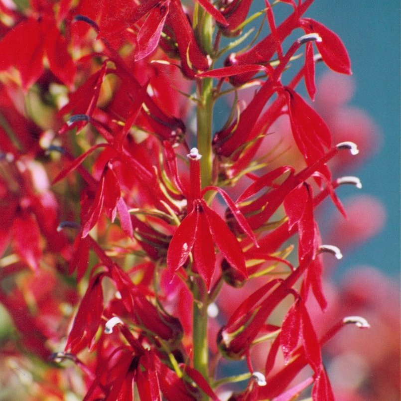 Cardinal Flower — photo 1 of 7