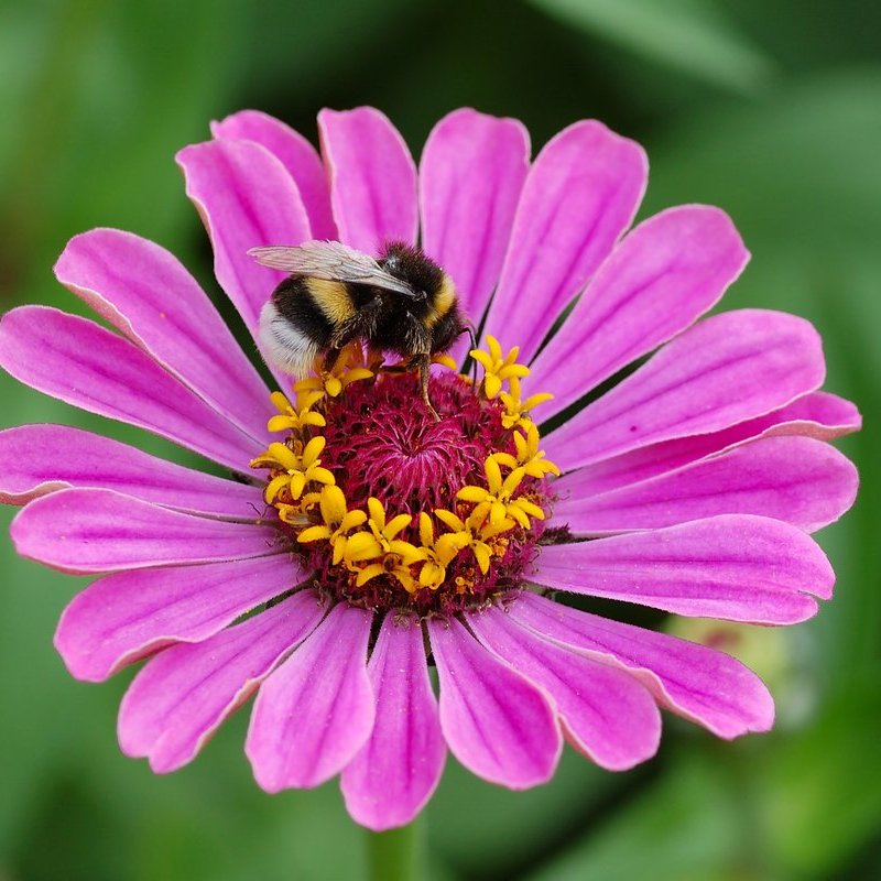 Common Zinnia — photo 1 of 8