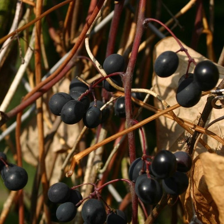 Concord Grape — photo 1 of 3