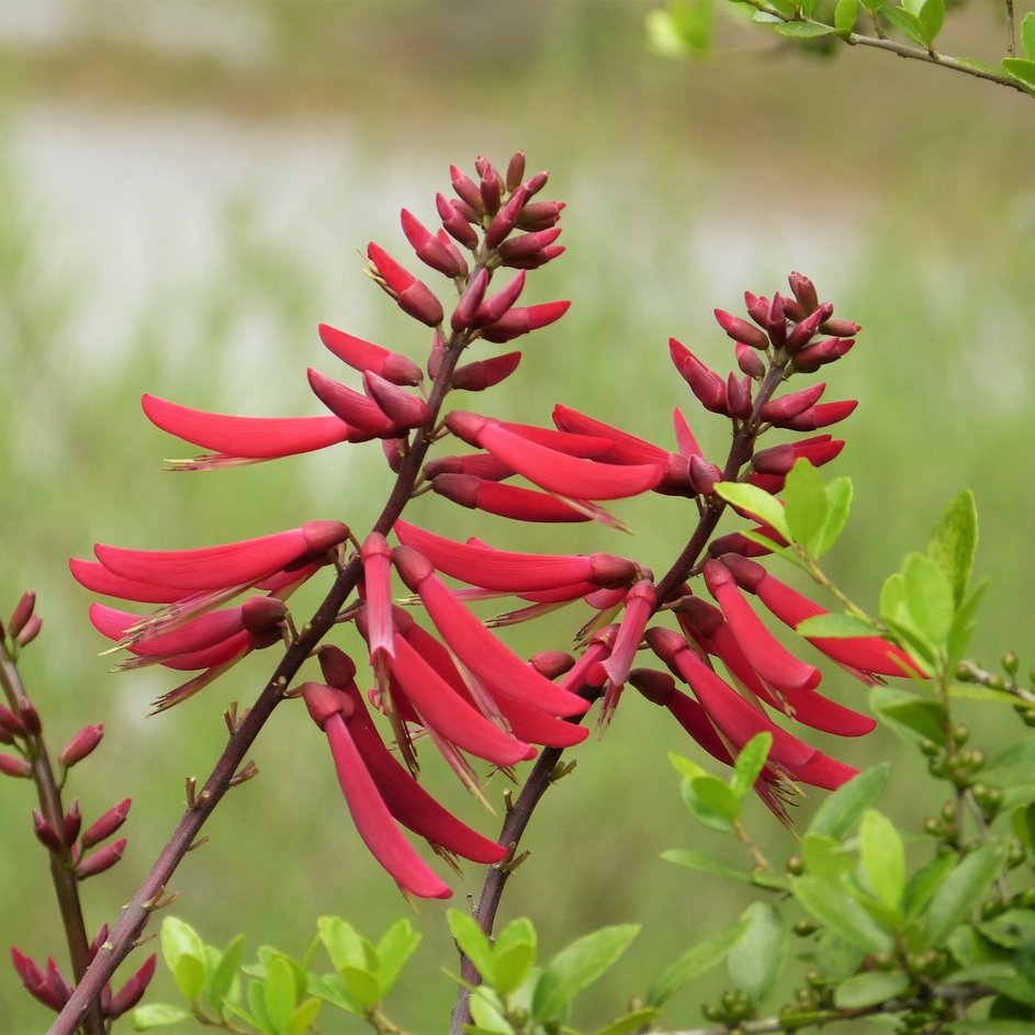 Coral Bean — photo 1 of 8