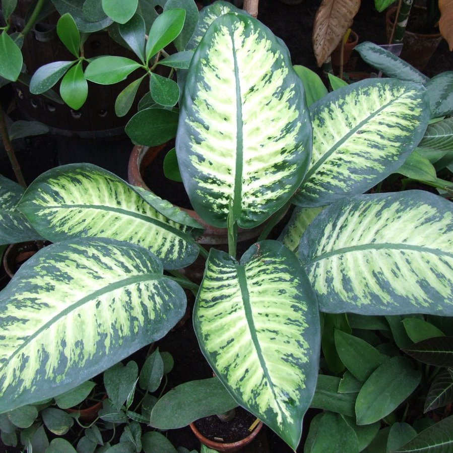 Dumb Cane — photo 1 of 6