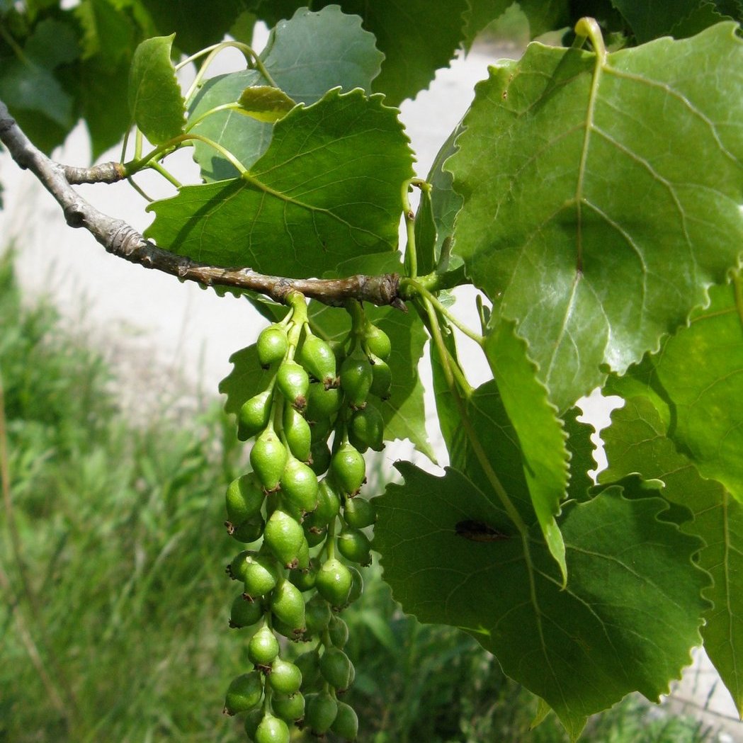 Eastern Cottonwood — photo 1 of 8