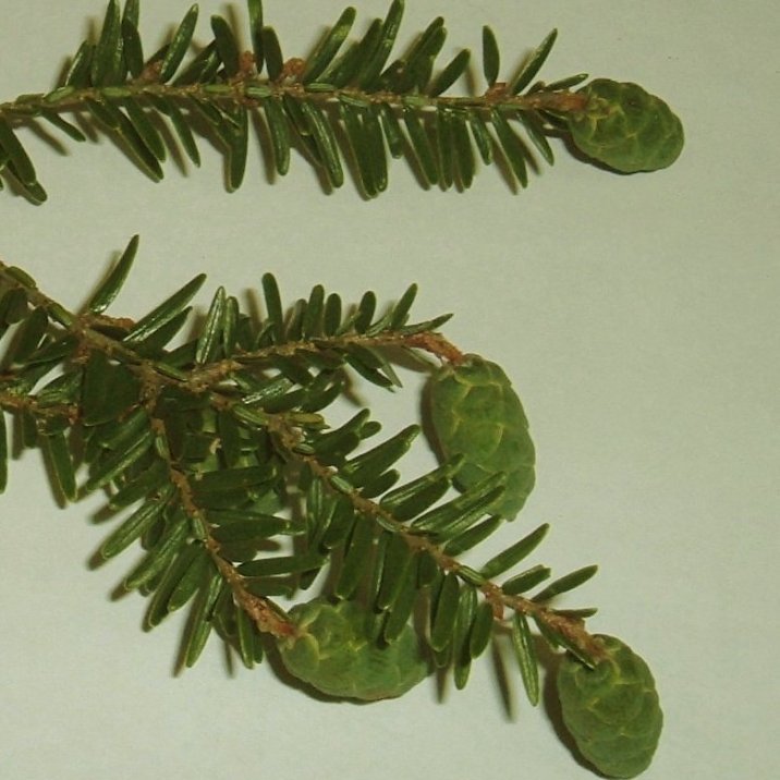 Eastern Hemlock — photo 1 of 8