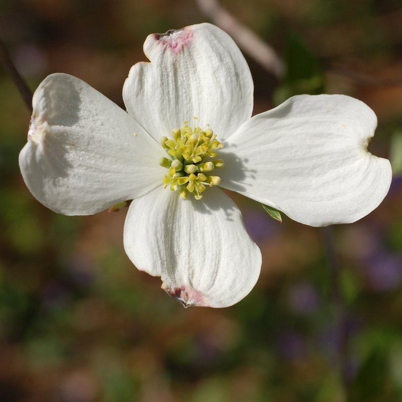 Flowering Dogwood — photo 1 of 8