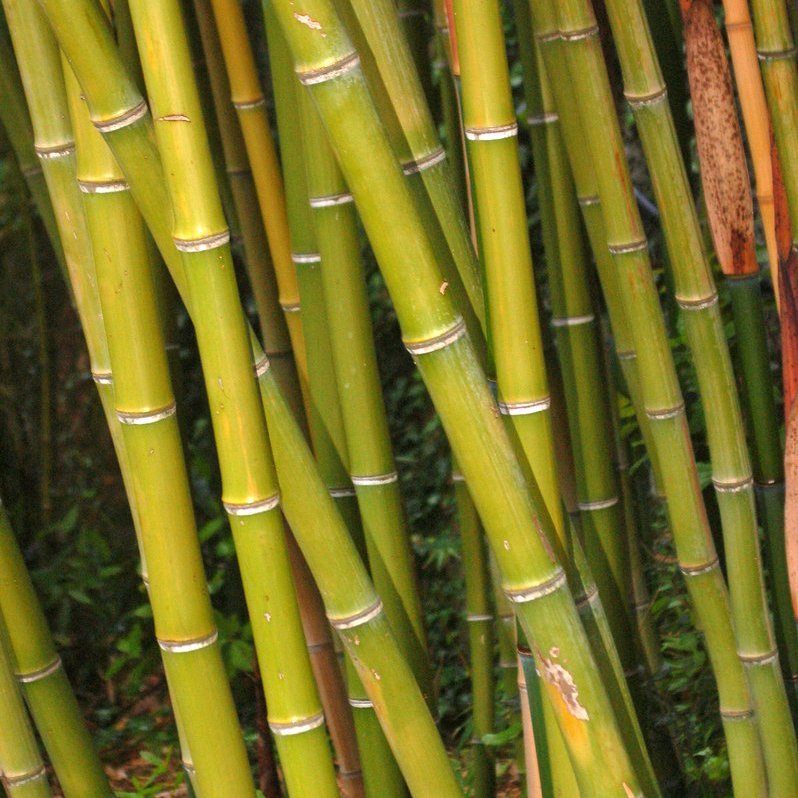 Giant Timber Bamboo — photo 1 of 4