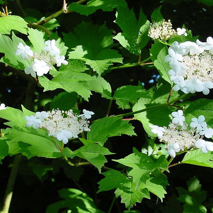 Guelder Rose — photo 1 of 8