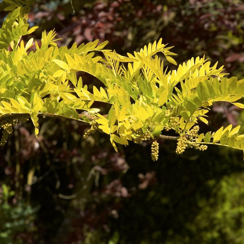 Honey Locust — photo 1 of 8