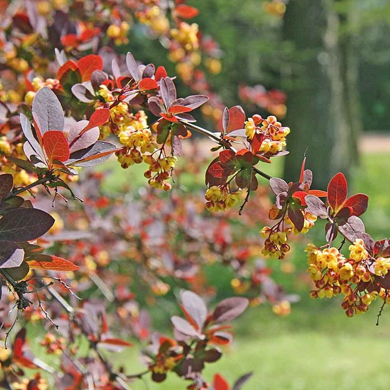 Japanese Barberry — photo 1 of 8