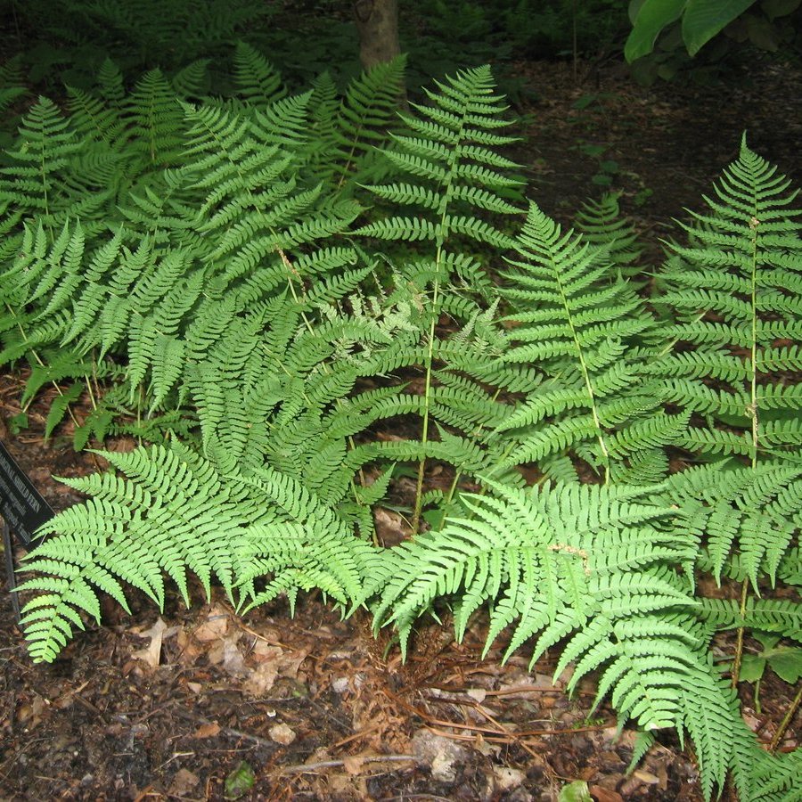 Marginal Wood Fern