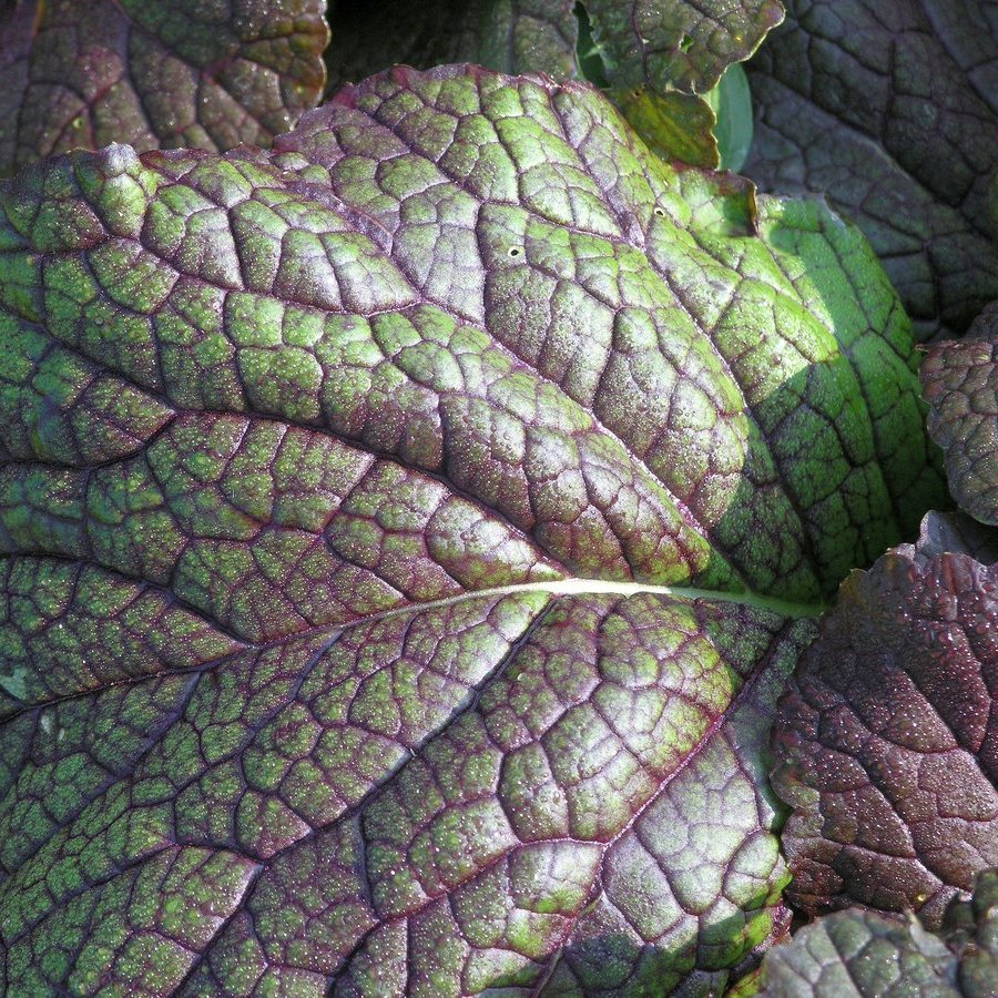 Mustard Greens — photo 1 of 8