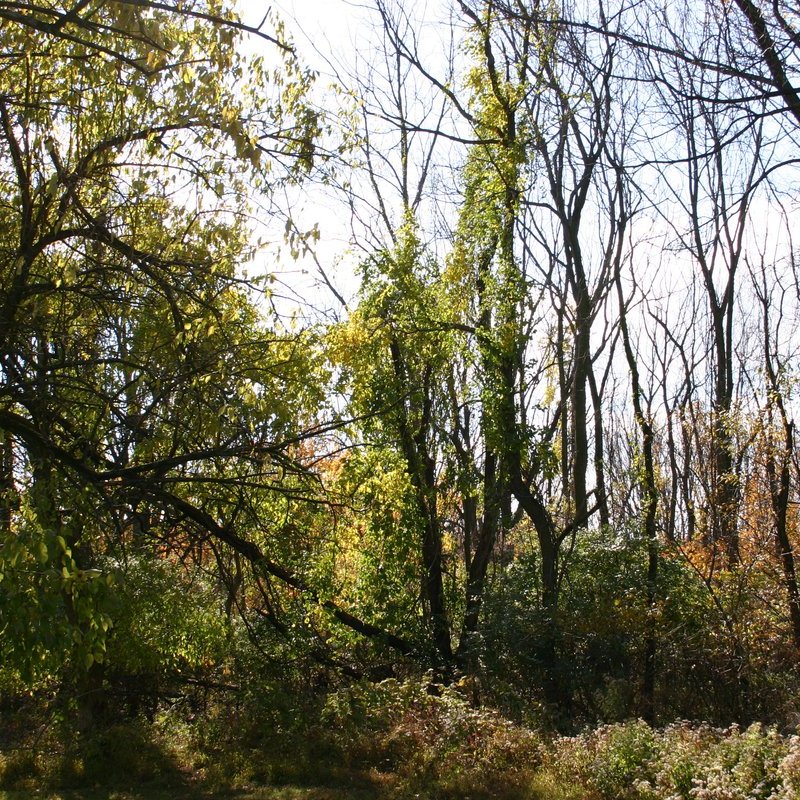 Osage Orange — photo 1 of 8