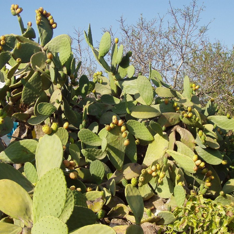 Prickly Pear