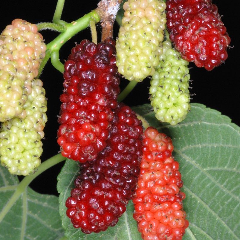 Red Mulberry — photo 1 of 2