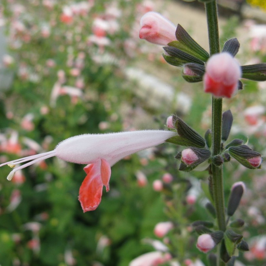 Scarlet Sage — photo 1 of 8