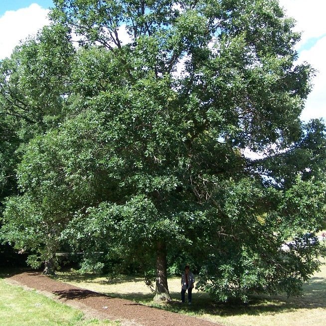 Swamp White Oak — photo 1 of 5