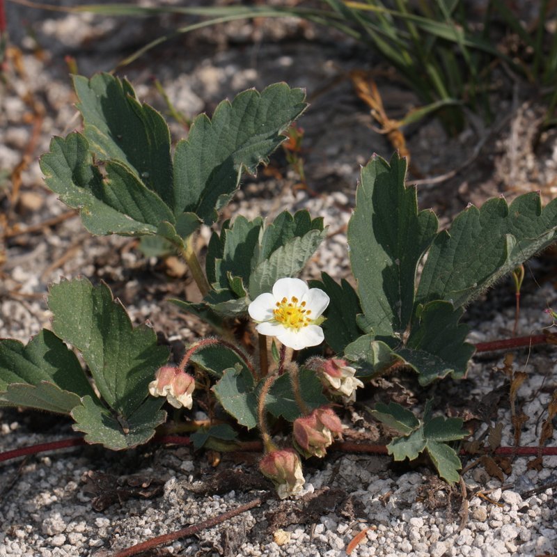 Wild Strawberry — photo 1 of 8
